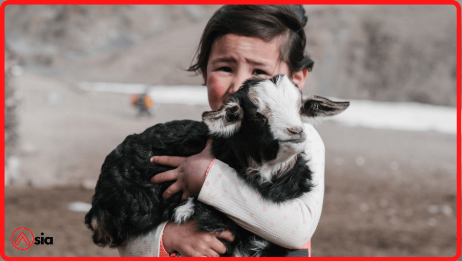 Ky-thuat-chan-nuoi-de-con-a-chau