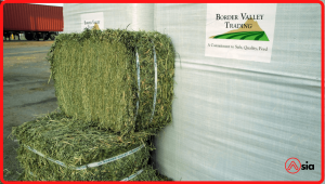 Co-kho-alfalfa-a-chau