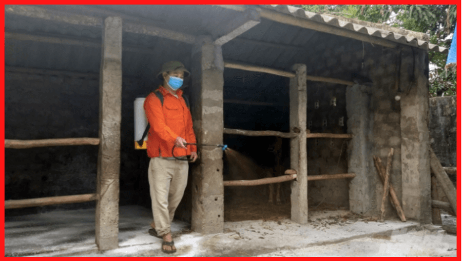 người Dân Phường Hải Lĩnh (thị Xã Nghi Sơn) Thực Hiện Nghiêm Túc Việc Phun Tiêu độc Khử Trùng Khu Vực Chuồng Trại Và Các Quy định Về Phòng Chống Dịch