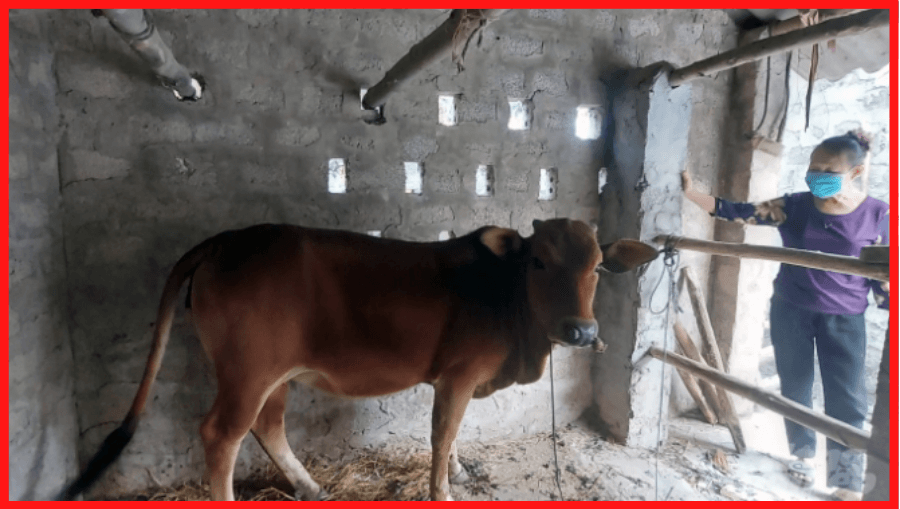 Con Bò Cái Của Bà Hưởng Bị Bệnh Viêm Da Nổi Cục đã được Chữa Khỏi Các Triệu Chứng Lâm Sàng