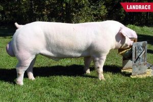 Landrace-nhap-khau-my