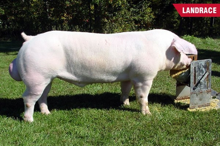 Landrace-nhap-khau-my