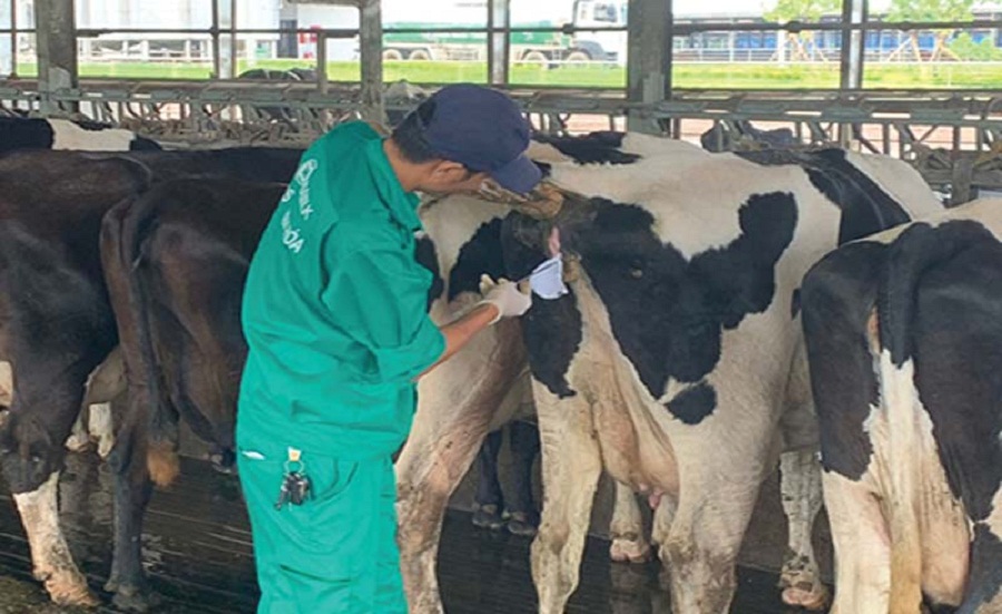 Thu-tinh-nhan-tao-bo