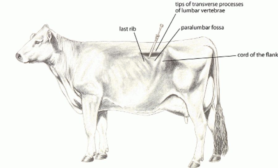 Cach Thong Hoi Cho Bo