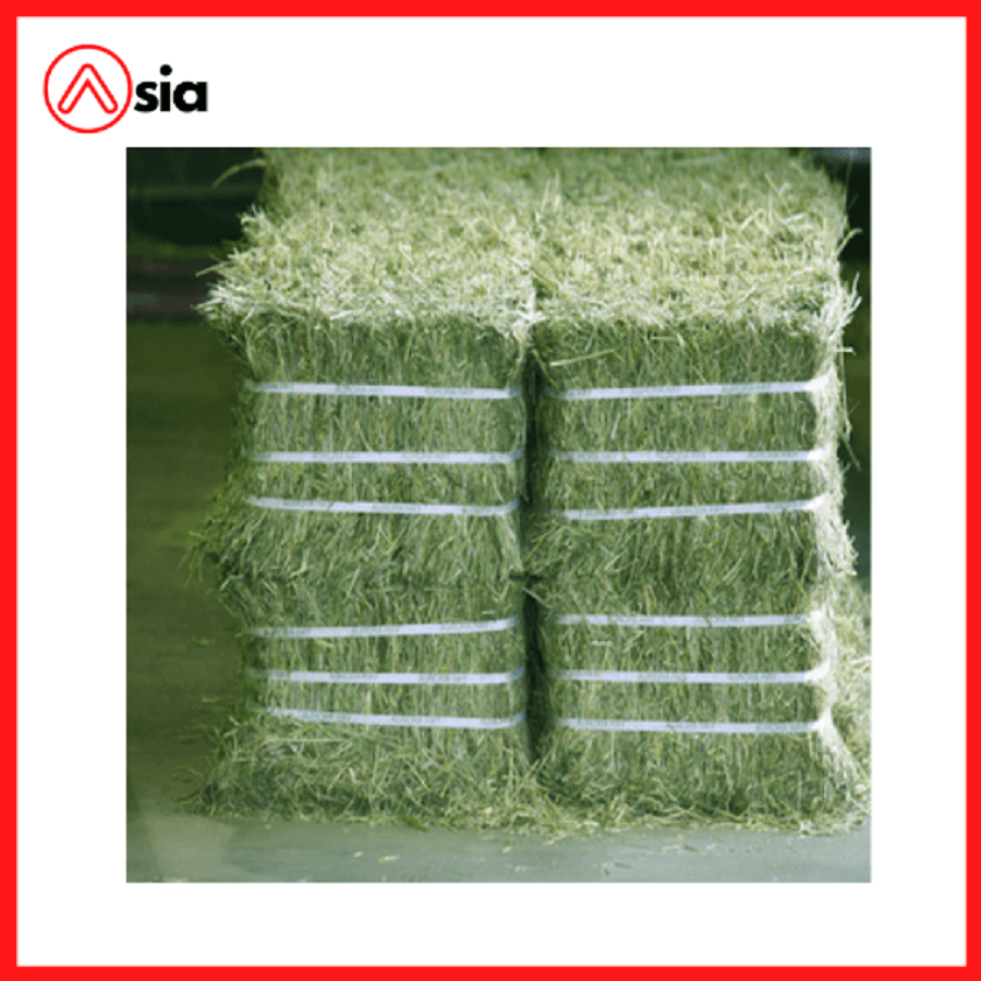 Co-kho-alfalfa-thuc-an-gia-suc