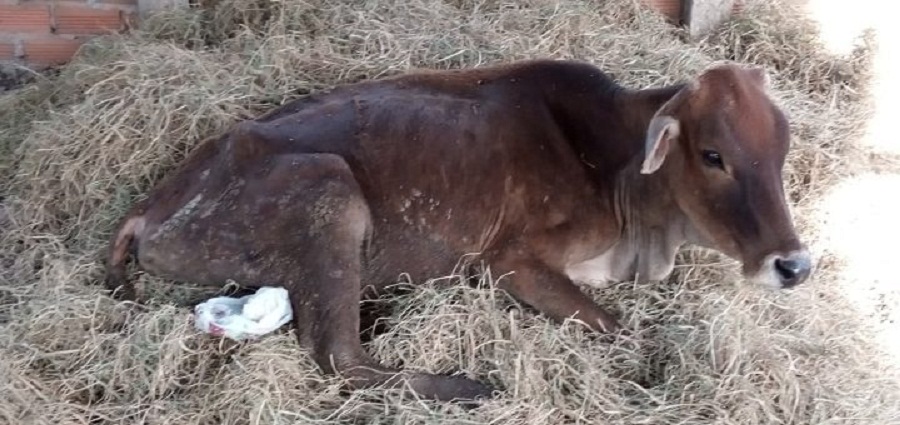 Con-vat-bi-benh-ky-sinh-trung-duong-mau