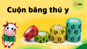 Cuon-bang-thu-y