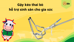 Gay-keo-thai-bo-ho-tro-sinh-san-cho-gia-suc
