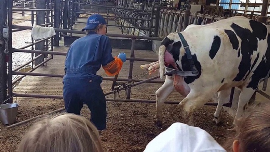 Ho-tro-sinh-san-o-gia-suc