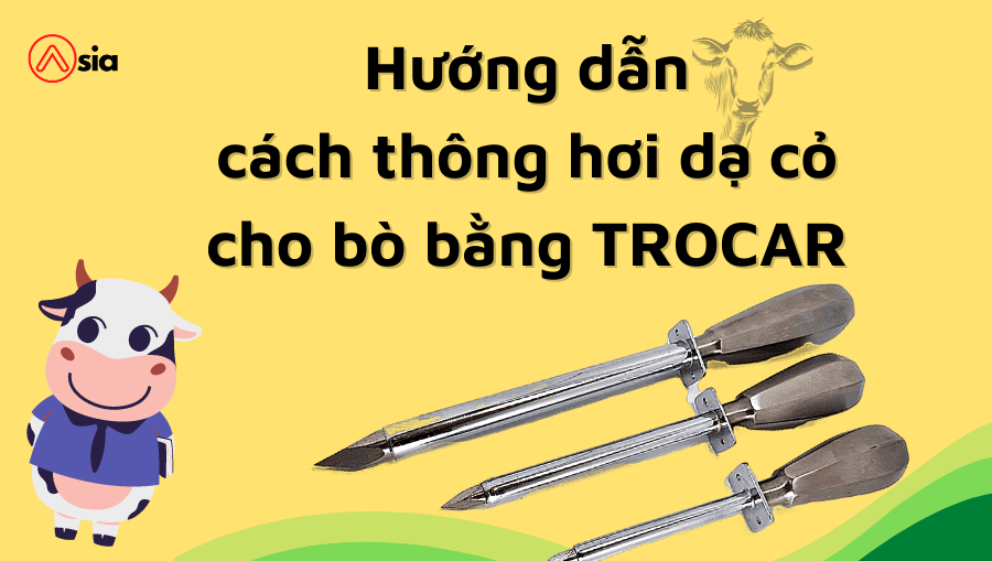 Huong-dan-cach-thong-hoi-da-co-cho-bo-bang-trocar