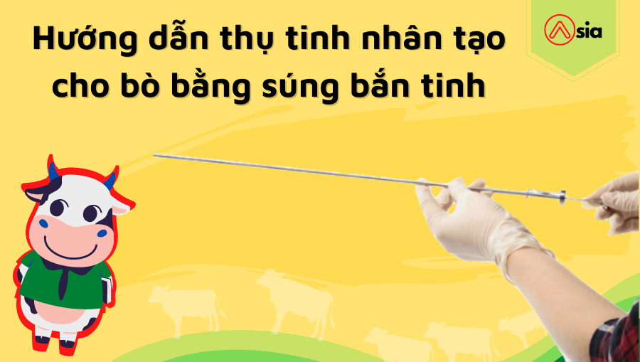 Huong-dan-thu-tinh-nhan-tao-cho-bo-bang-sung-ban-tinh