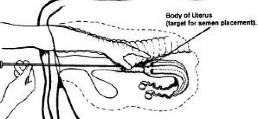 Ky-thuat-gieo-tinh-o-bo