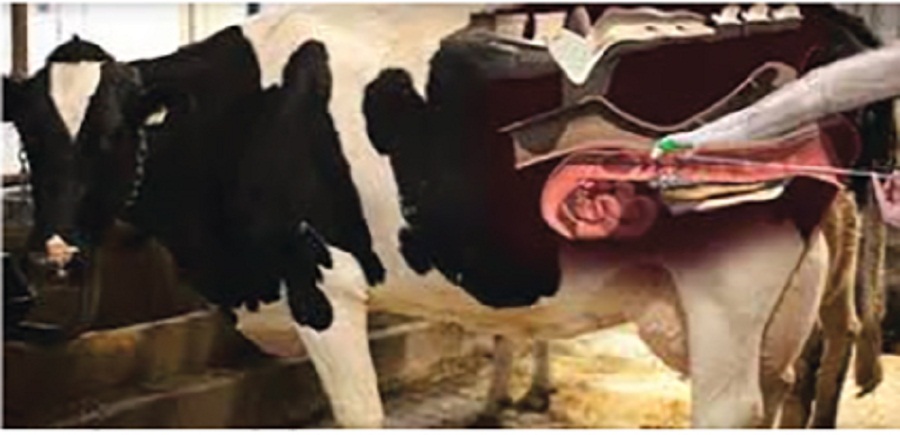 ung-dung-binh-nito-3l