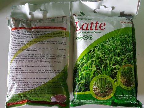 Mua Hat Giong Co O Dau