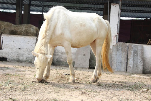 Ngua Giong La Ngua Bach