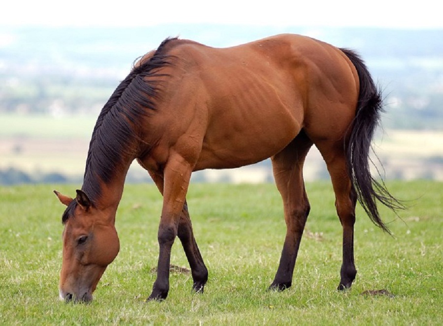 Ngua-thuoc-bo-mong-guoc-chan