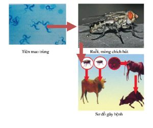 Qua-trinh-gay-benh-ky-sinh-trung-duong-mau-o-bo