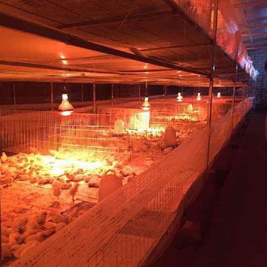 Suoi-bang-den-hong-ngoai