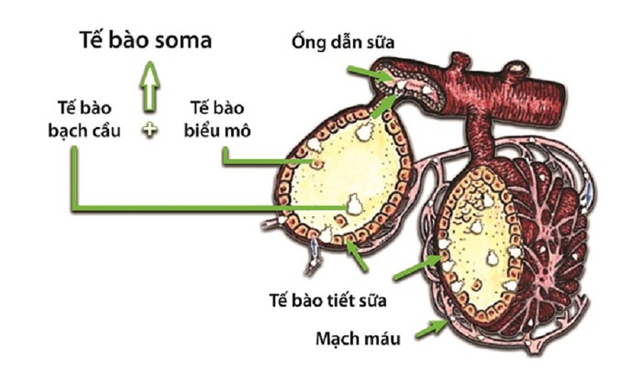 Te-bao-soma