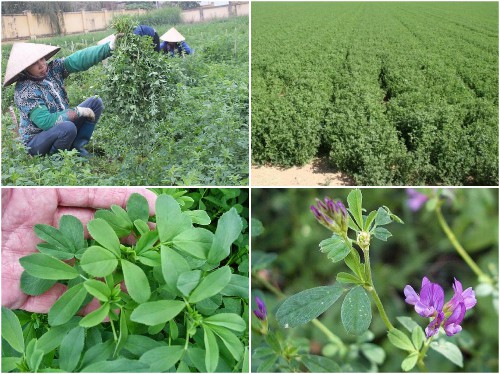 Thu Hoach Co Alfalfa