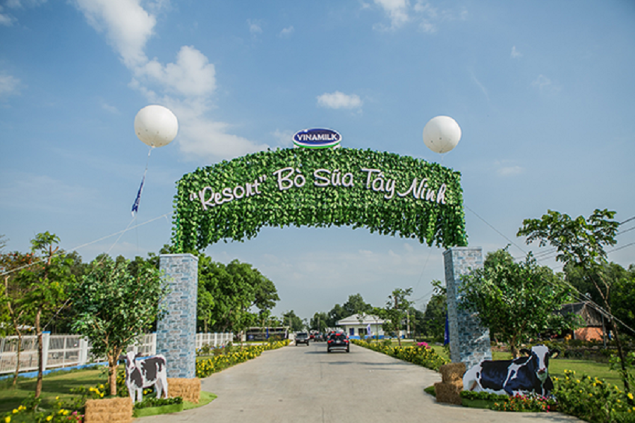 Trang-trai-bo-sua-tay-ninh