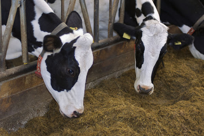 Vai Tro Cua Thuc An Chan Nuoi Doi Voi Vat Nuoi (2)