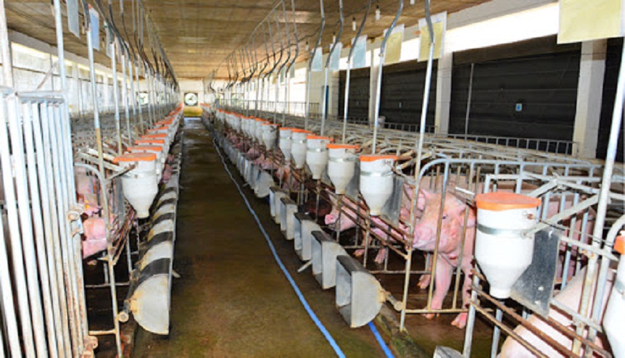 Xay-dung-dan-lon-yorkshire