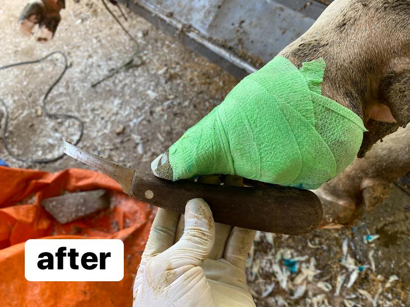 100593676_1429160243922896_5162787084791971840_n