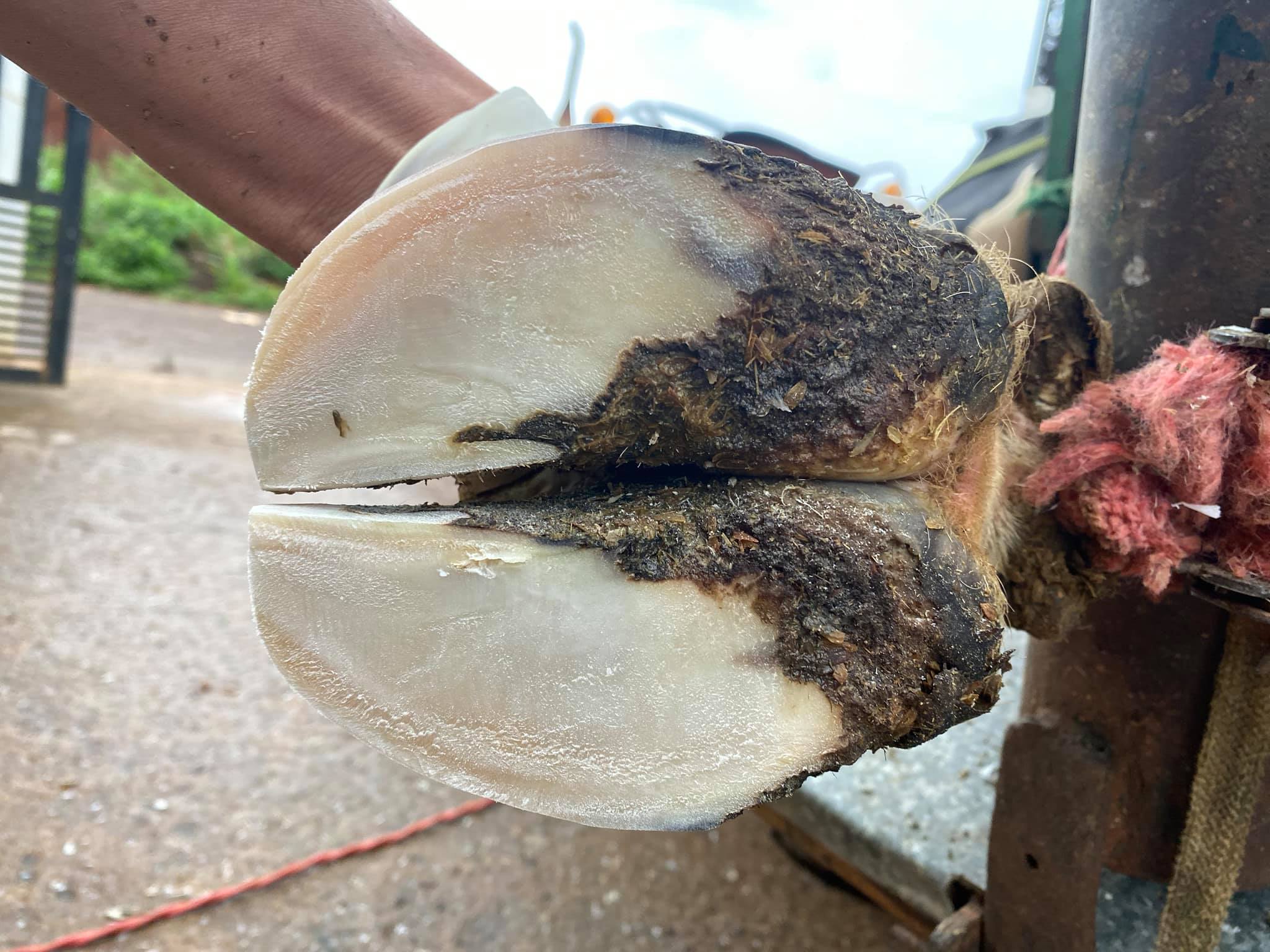 104378714_1445120555660198_8083948332171534340_n