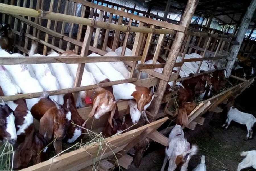 Thuc-an-cho-de-nuoi-nhot