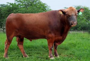 Bo-red-angus