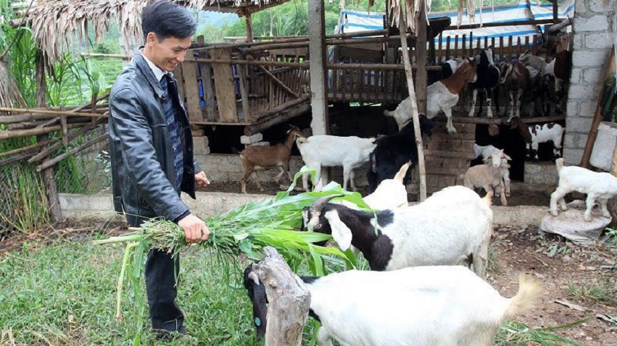 Cay-keo-dau-cho -gia-suc