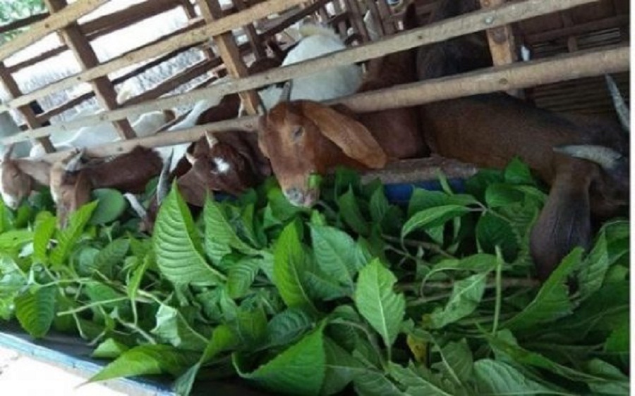 Cham-soc-dan-de-nuoi-nhot