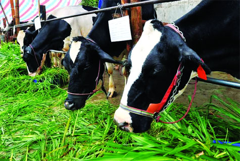 Che Do An Cua Bo Sua Duc