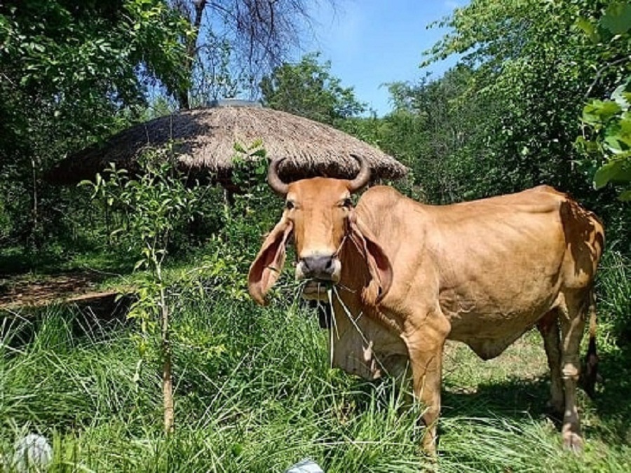 Co-vetiver-la-thuc-an-cho-gia-suc