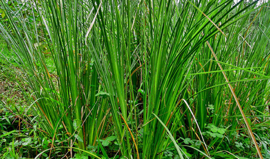 Cỏo-vetiver