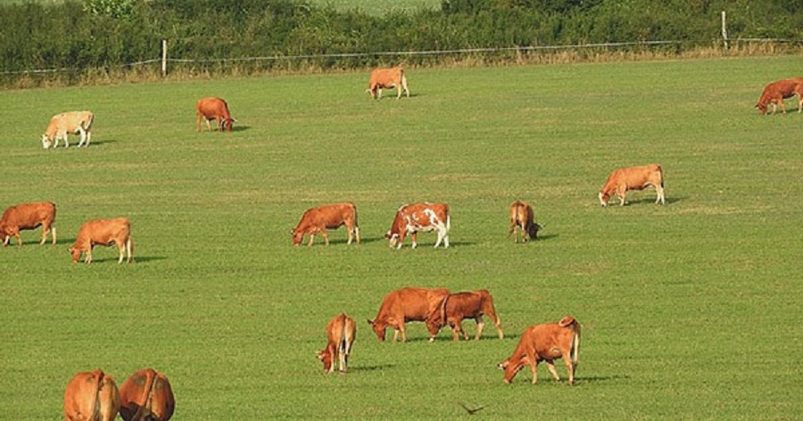 Dan-bo-vang-dang-gam-co