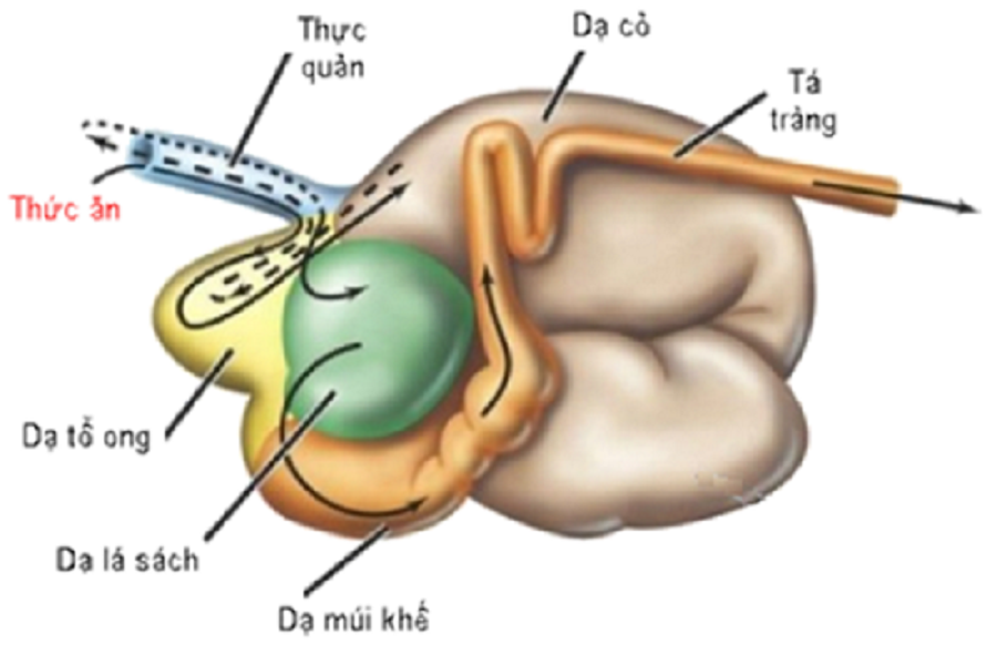 Giai-phau-he-tieu-hoa-của-dong-vat-nhai-lai-da-co