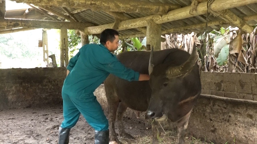 Tiem-catosal-cho-dan-gia-suc