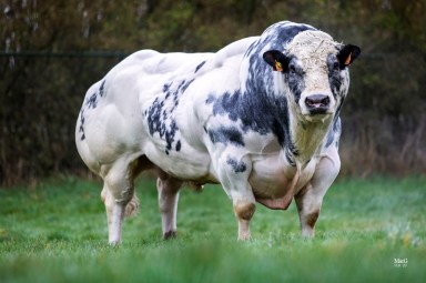 Adapte-de-fooz-be 452636440