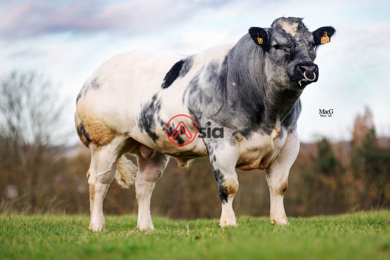 Delure-3848_be 457865144