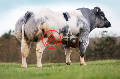 Delure-3877-be 457865144