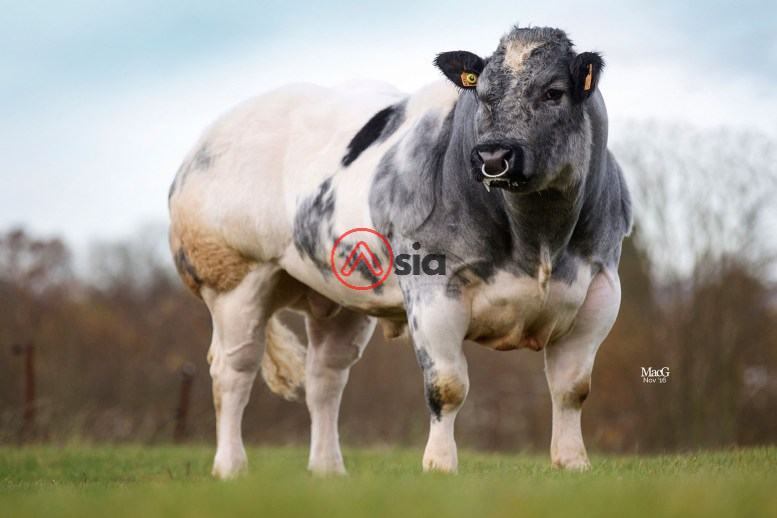 Delure-3900-be 457865144