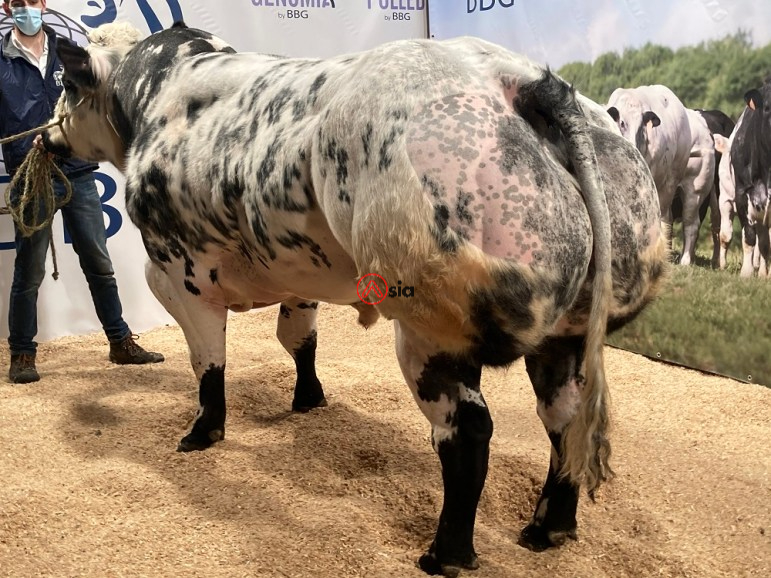 Hebreu-de-la-beole-3be 761817082