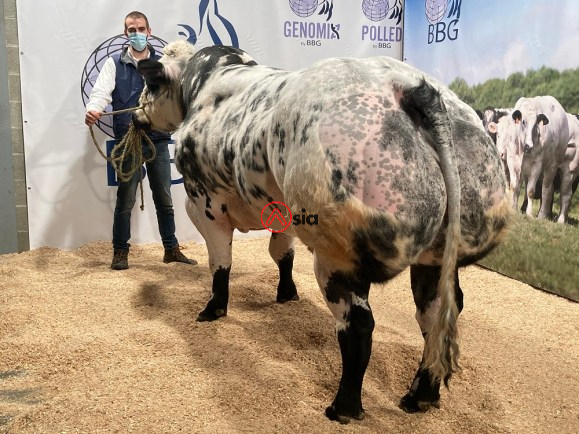 Hebreu-de-la-beole-8-be 761817082