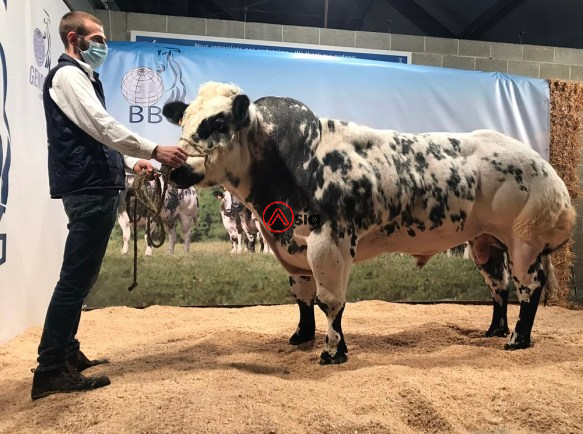 Hebreu-de-la-beole-be 761817082