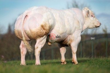 Luxurieux-3806-be 551717897