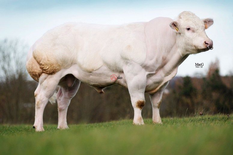 Luxurieux-3828-be 551717897