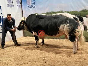 Newman-du-blanc-dos-20-be 756816419