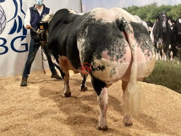 Newman-du-blanc-dos-8-be 756816419